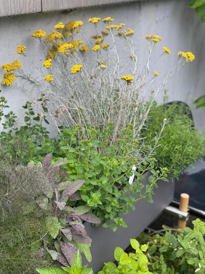 Feldberg Atelier - Courtyard Maisonette अपार्टमेंट